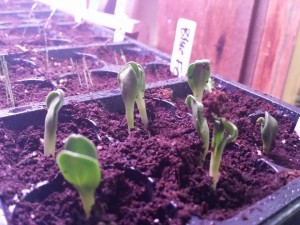 cardoon seedlings
