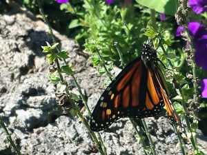 10428087_10207352175110670_1916599059228317282_n